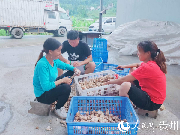 山陽村群眾採收香菇。楊友 攝