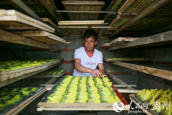 7月22日，黔西縣雨朵鎮登高社區村民在烘房整理金花葵，烘干供應各地市場。 周訓超 攝