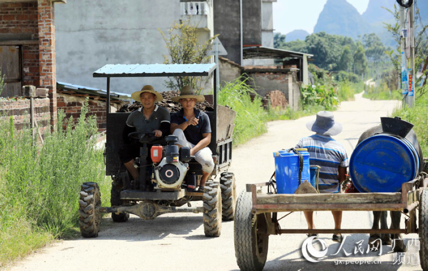農民駕駛小拖拉機運送農家肥，准備種植第二季水稻。譚凱興 攝