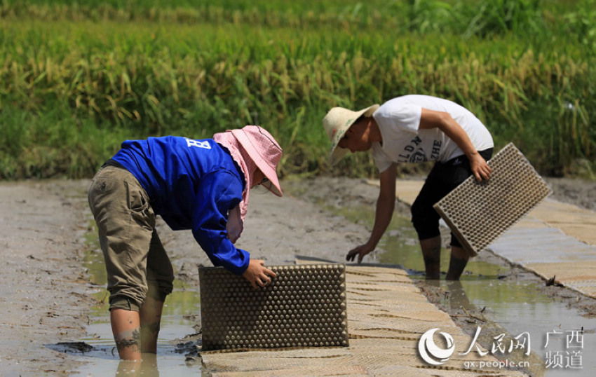 兩名農民在田間整理秧盤，准備種植第二季水稻。譚凱興 攝