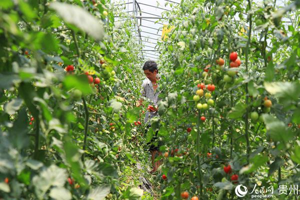 何官屯鎮大壩村跑水果西紅柿種植基地迎來豐收。牟慧鬆 攝