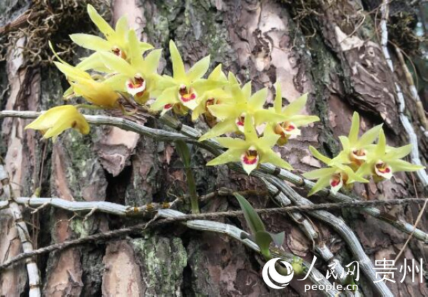 石斛鮮花