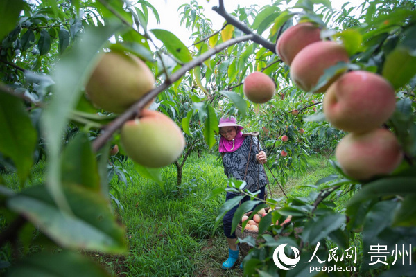 岑巩县客楼镇水蜜桃种植基地，果农在搬运采摘好的水蜜桃。周文政 摄
