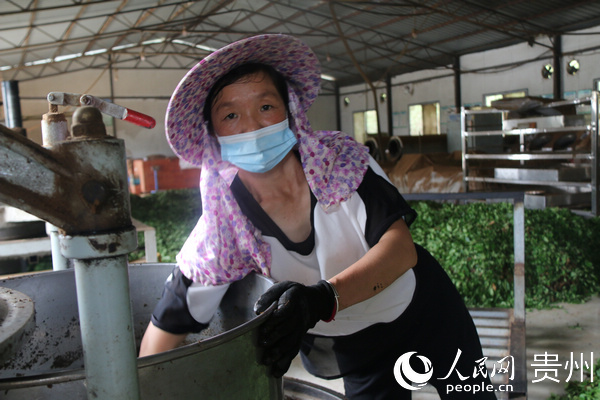 黃土鎮村民在茶葉加工廠加工茶葉。楊友 攝