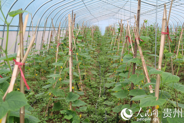 雪花村大棚蔬菜。楊友 攝