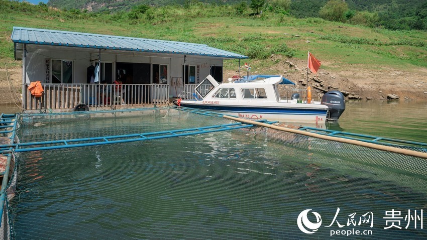 河陽巡湖、捕撈點，這裡的吊水箱內集中安置著捕撈起來的部分待售生態魚。涂敏 攝