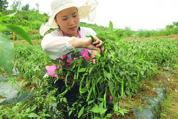 林卡村村民在採摘辣椒。