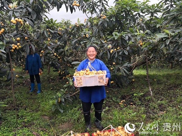 枇杷園果農喜豐收。