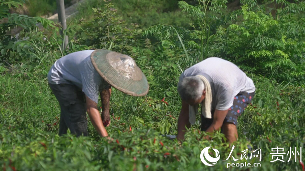 工人們正在採摘辣椒。田舉 攝