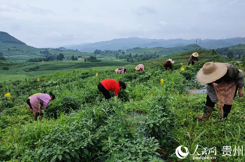 大壩村村民在辣椒基地管護除草。吳守良 攝