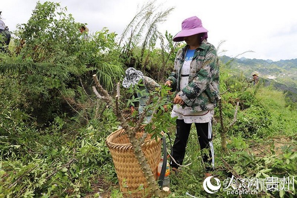 花江鎮木工村花椒種植基地裡，村民們正在加緊採收花椒