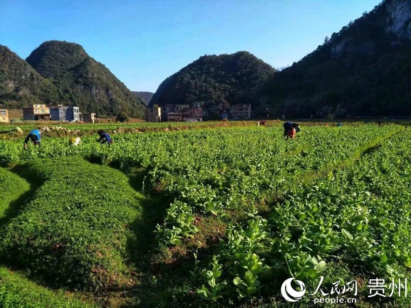 蔬菜基地