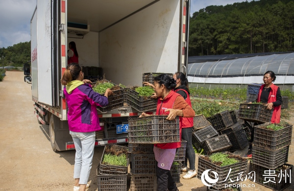 鮮花基地村民正在裝載銷售往廣州的鮮花 李學友攝