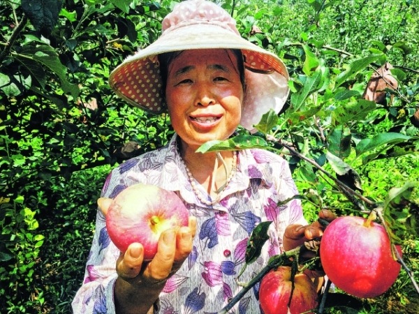 平寨村桐木组村民唐永兰在采摘苹果。