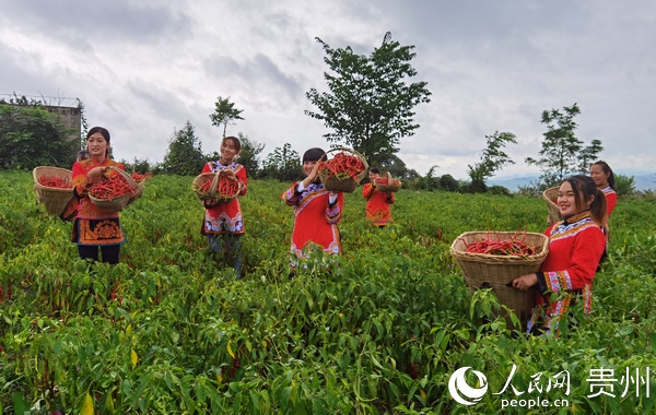 大方縣村民展示採收的辣椒。 張會 攝