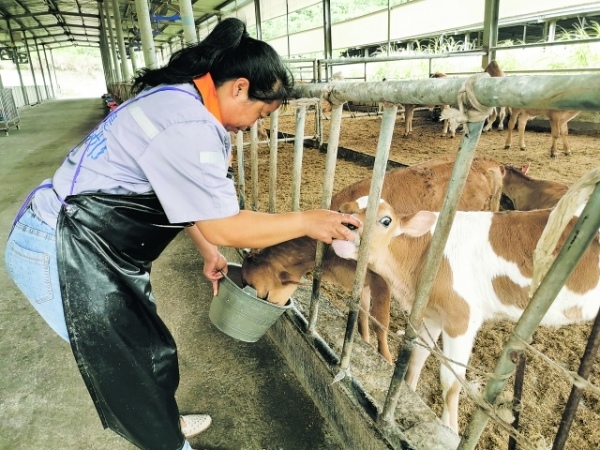 得益于贵阳“奶瓶子”的发展，开阳县龙岗镇大荆村建档立卡户胡神莲在位于本村的贵州南方乳业有限公司生态牧场务工，一年能有三万多元收入。
