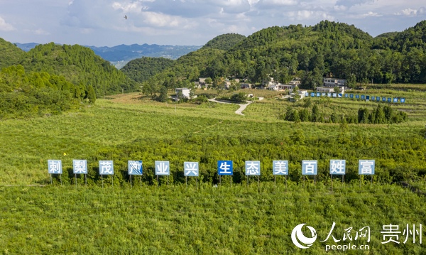 2020年8月20日拍攝的貴州省畢節市黔西縣素朴鎮百花村刺梨基地（無人機照片）。