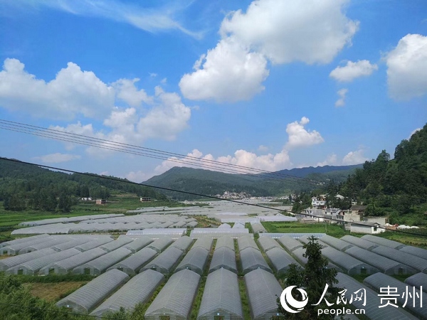兴隆乡果木村大棚产业基地。陶明 摄 