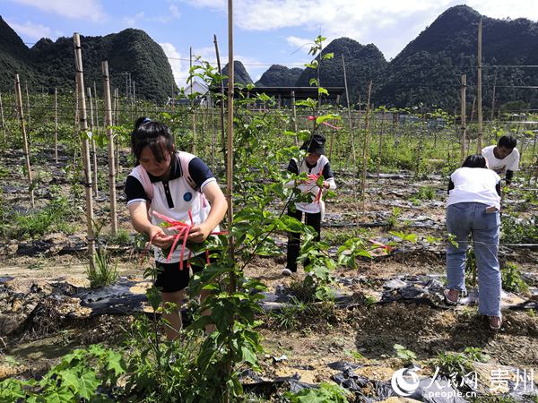 志願者在百香果基地勞作。