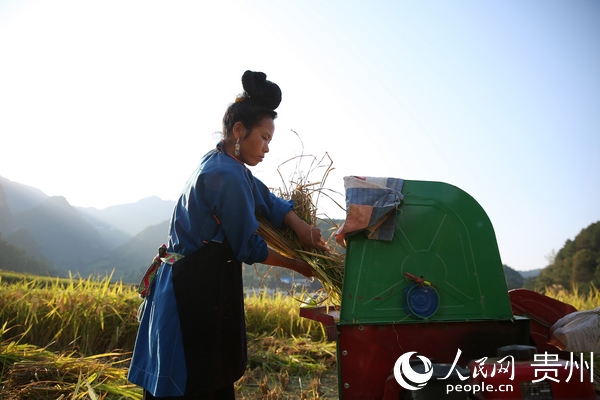 8月30日，村民在貴州省丹寨縣龍泉鎮交圭村的稻田裡把收割好的稻谷脫粒。黃曉海 攝