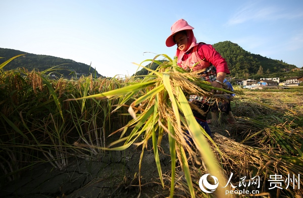 8月30日，村民在貴州省丹寨縣龍泉鎮交圭村的稻田裡收割水稻。黃曉海 攝