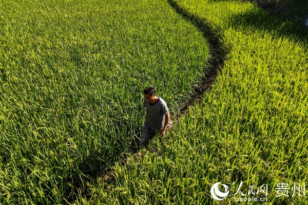 8月25日，村民在貴州省畢節市七星關區生機鎮鎮江社區的稻田裡察看稻谷長勢。