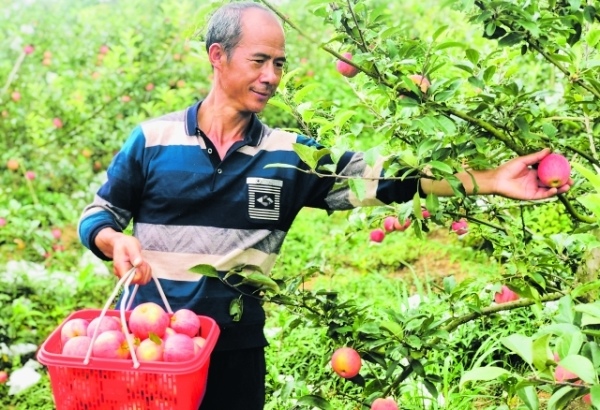 8月20日，記者在貴陽烏當區新堡鄉馬頭村新寨組茶山蘋果種植基地看到，紅彤彤的蘋果挂滿枝頭，果農正忙著採收、裝箱，品嘗著豐收的喜悅……