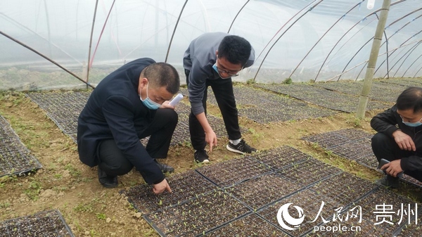江口縣德旺鄉駐壩技術人員到壩區產業基地作技術指導。呂勝江 攝