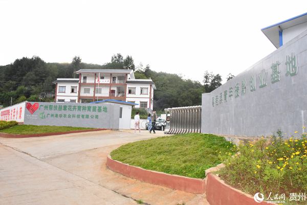 梁安莉花卉扶貧基地。張春雷 攝