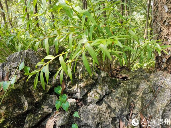 黎平縣林下種植的鐵皮石斛。吳志培 攝