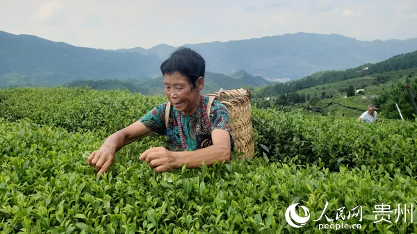 合水農民採摘茶葉  印江縣融媒體中心提供