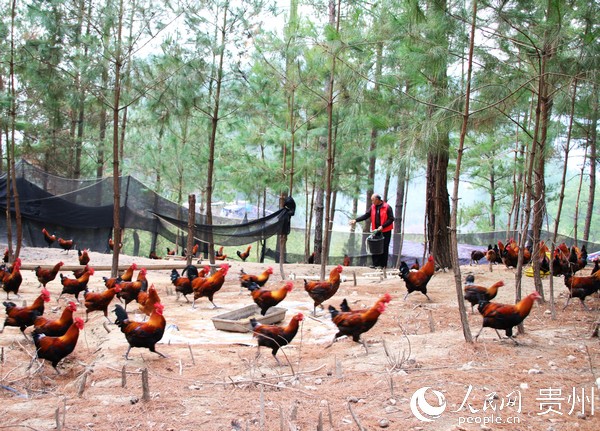 合水高寨林下養雞   印江縣融媒體中心提供