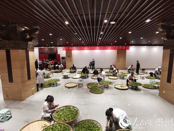 古樹茶加工技能大賽現場  圖片來源：習水縣融媒體中心3