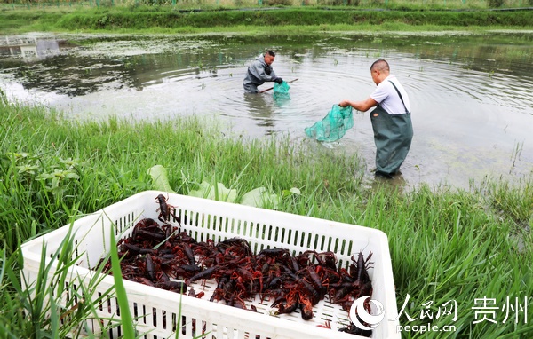大方縣牛場鄉水產養殖區合作社社員在捕撈蝦。王定超 攝