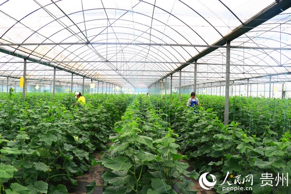 七星關區朱昌鎮現代高效農業示范園種植的蔬菜。牟慧鬆 攝