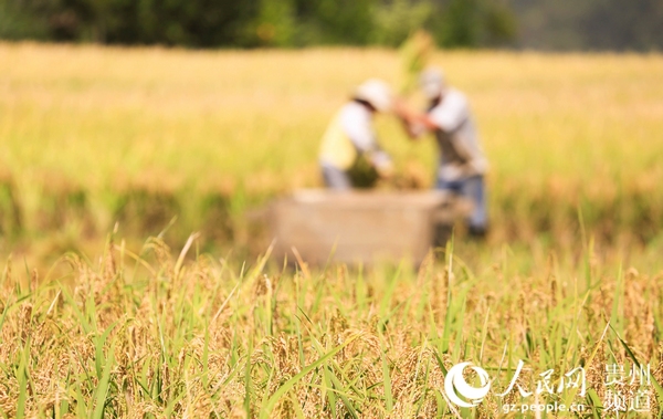 2020年9月22日，在貴州省畢節市大方縣小屯鄉市院社區，農民在收稻谷。