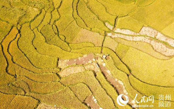 2020年9月22日，在貴州省畢節市大方縣小屯鄉市院社區，農民在收割稻谷(無人機照片)。