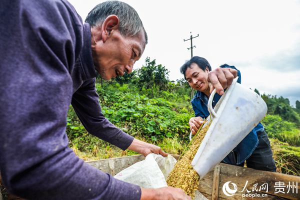 9月22日，村民在貴州省畢節市七星關區生機鎮高流村採收成熟的稻谷。胡秋婷 攝