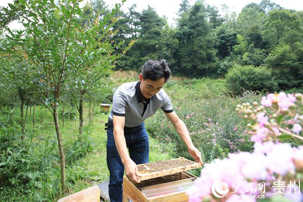 蜂農周化全在取蜜。