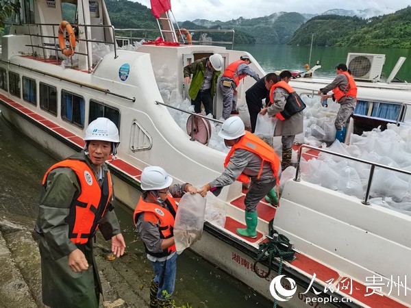 魚苗放歸烏江。姚洋 攝