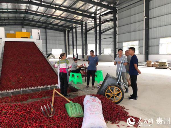 榮院村辣椒加工廠的工人正在加工辣椒。