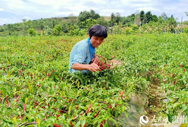 珠藏鎮村民採摘辣椒。