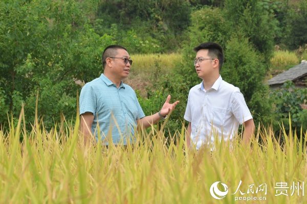 茅台農商銀行工作人員深入基地了解秋收情況。