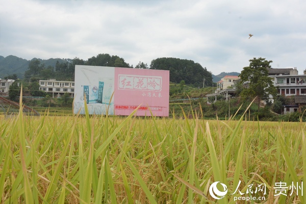 仁懷市紅花嶺農業有限公司水稻基地。