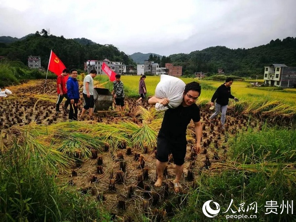 縣衛健局黨支部組織黨員幫助農戶搶秋收。