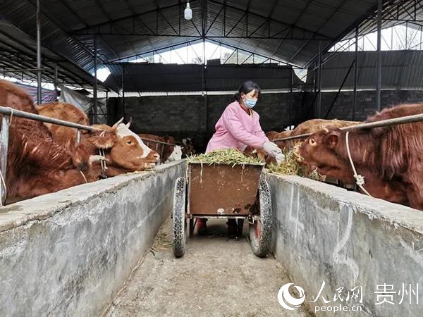 德江縣肉牛產業開啟新模式。德江縣融媒體中心提供
