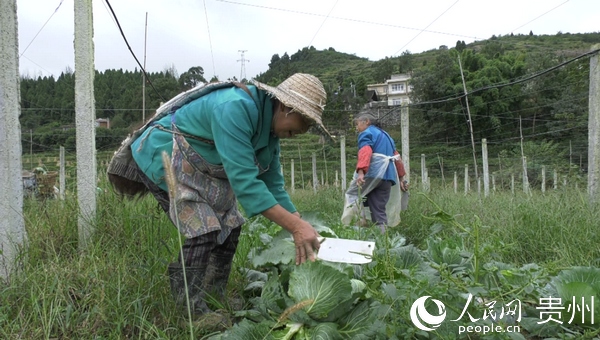 圖為合作社勞務隊正在採收甘藍。陳亮  攝
