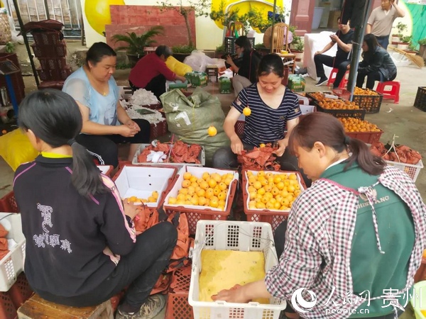 群眾打包水果批發銷售。