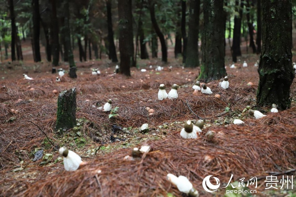 9月18日，紫云自治县猴场镇猫场村林下竹荪种植基地，一片茂密的松树林下，一朵朵竹荪张开衣裙，很是惹人喜爱……