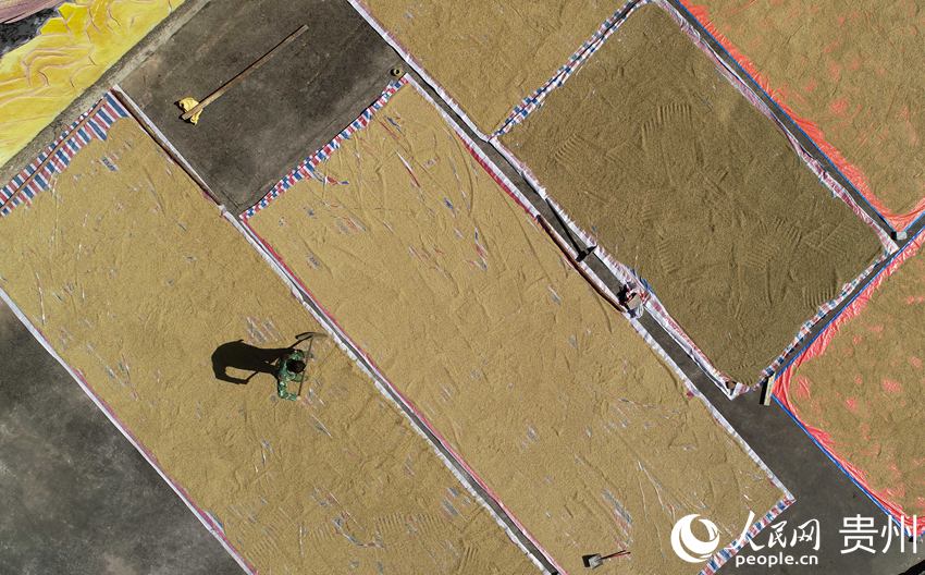 10月22日，村民在貴州省黔東南苗族侗族自治州丹寨縣排調鎮排調村晾晒稻谷（無人機照片）。